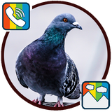 com.pigeon.ringtones