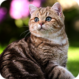 com.nicehdapps.cat.wallpapers.cute.HD