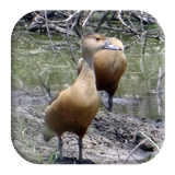 com.kikaapps.lesserwhistlingsound