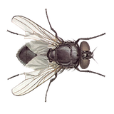 com.dmitsoft.fly