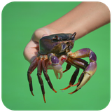 com.hd.crab.wallpaper.images.crabphoto.bestpicture.animal