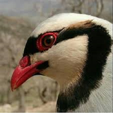 ir.kabk.parvaresh.bedee.d