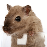 com.hamsterwp.hamsterwp