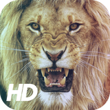 team.developer.lionwallpaper