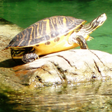 com.yodesoft.android.game.yopuzzleTurtles