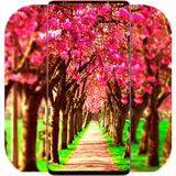 com.SpringWallpaper.naturewallpaper.flowerwallpaper.background