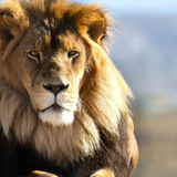 com.myapp.Lion.Wallpapers.Hd