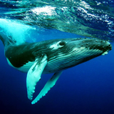 com.wildlife.humpbackwhales