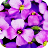 com.andromo.dev230101.app306156