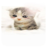 com.zaynmedia.cute_cat_wallpaper