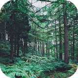 com.ahepton.forestwallpapers