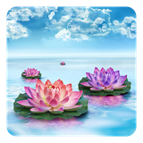 com.hd.LotusLiveWallpaper