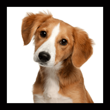 com.peyman.animalsound