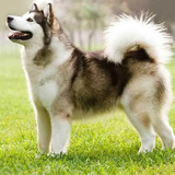com.myapp.Siberian.Husky.Dog.Wallpapers