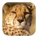 com.kikaapps.sounds.cheetah.ringtones