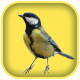 com.bestfunsolutions.birdwhistlingsounds