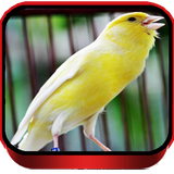 com.quenzinodev.kenari.f1.id