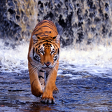 com.myapps.TigerWallpapersHD
