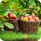 com.fruit.apple.wallpaperfullhd.fruitappledulalwallpaperfullhd