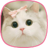 com.cats.kokowallpapers