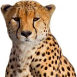 faoz.Cheetah