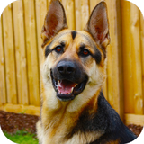 com.mobileapps.policedogcriminalchase