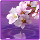 pl.infinzmedia.leafs