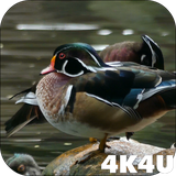 com.lwp4k4u.ducks