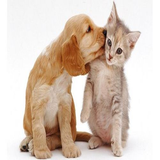 com.Animal.house.pet.ir