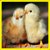 com.nuinuy.Chick
