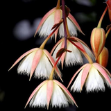 com.sayurilittlelilly88.GNFlowerEnglish