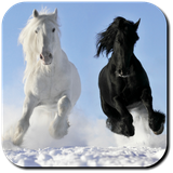 com.Luna.HorseWallpapers
