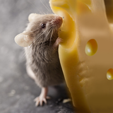 com.laugh.talking.rat