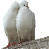 com.example.moshaere