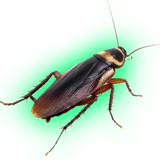 com.drjean.android.killcockroach