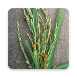 com.averta.plantprotection