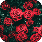 com.lux.live.wallpapers.and.creative.factory.wallpapers.backgrounds.hd.lwp.red.rose.live.wallpaper