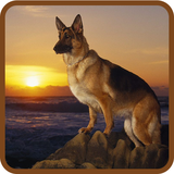 com.virajdevelopers.germanshepherd