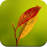 com.leafwallpaperhd.leafimage.greenleafbackgroundawallpaper.autumnleafwallpaper