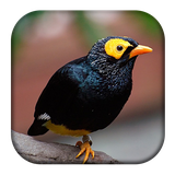 com.kikaapps.mynabirdsound