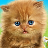 com.cosmicmobile.app.talking_baby_cat