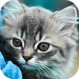 com.amazingbackgrounds.catswallpapers