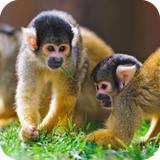 com.wallpaper.monkeywallpaper.wallpaperhd