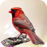 com.andromo.dev230101.app214369