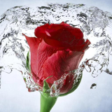 com.myroses.roseswallpaperhd