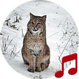 pro.sboard.ringtone.Bobcat