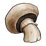 ir.blog.mushroom