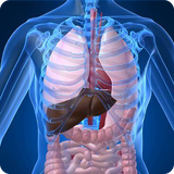 buy.delneshin.kabedcharb