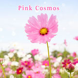 jp.co.a_tm.android.plus_pink_no_cosmos
