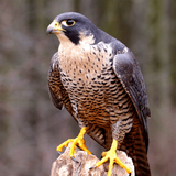 com.soundjabber.peregrinefalconsound.peregrinefalconcalls